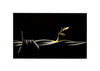 BANKSY 'Walled Off Hotel' (2017) Original Business Card - Signari Gallery