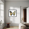 DAMIEN HIRST 'Spin Series: Butterfly' (2009) Custom Framed Original Acrylic on Paper