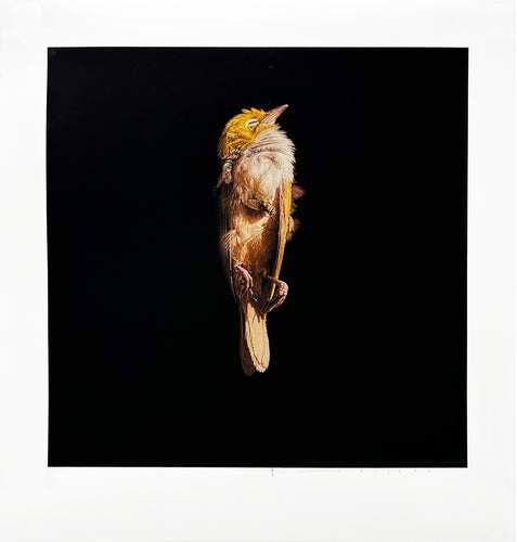 JEREMY GEDDES 'Misere 15' (2023) Archival Pigment Print - Signari Gallery 