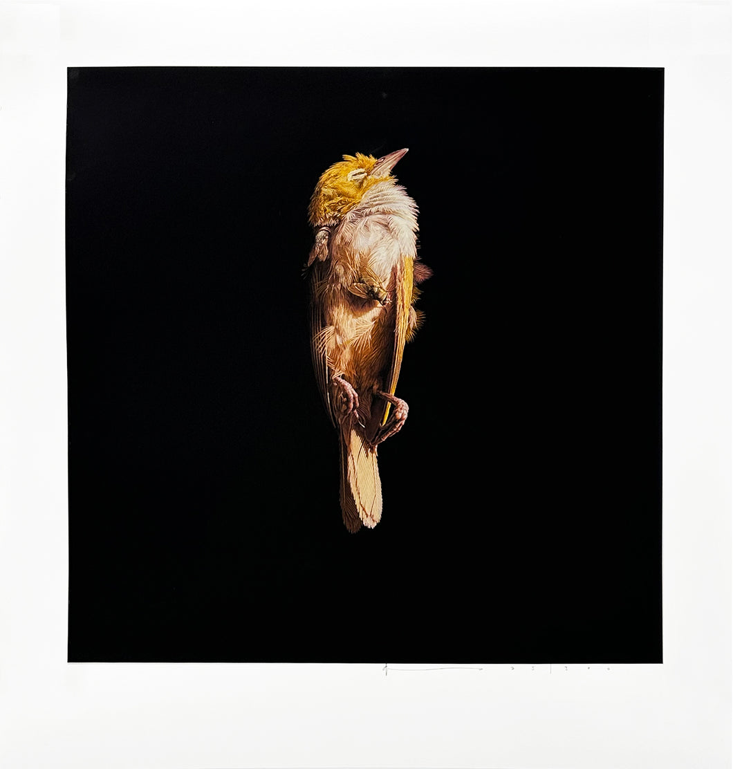 JEREMY GEDDES 'Misere 15' (2023) Archival Pigment Print - Signari Gallery 