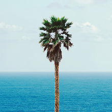 Load image into Gallery viewer, JOHN BALDESSARI &#39;Palm Tree/Seascape&#39; (2010) Rare Poster + Original Signature