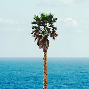 JOHN BALDESSARI 'Palm Tree/Seascape' (2010) Rare Poster + Original Signature