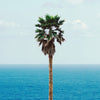 JOHN BALDESSARI 'Palm Tree/Seascape' (2010) Rare Poster + Original Signature