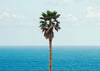 JOHN BALDESSARI 'Palm Tree/Seascape' (2010) Rare Custom Framed Poster + Original Signature - Signari Gallery 