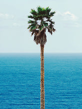 Load image into Gallery viewer, JOHN BALDESSARI &#39;Palm Tree/Seascape&#39; (2010) Rare Custom Framed Poster + Original Signature - Signari Gallery 