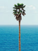 JOHN BALDESSARI 'Palm Tree/Seascape' (2010) Rare Custom Framed Poster + Original Signature - Signari Gallery 