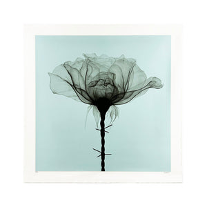 SHOK-1 'Thorns' (duck egg blue) Custom Framed 9-Layer Screen Print - Signari Gallery 