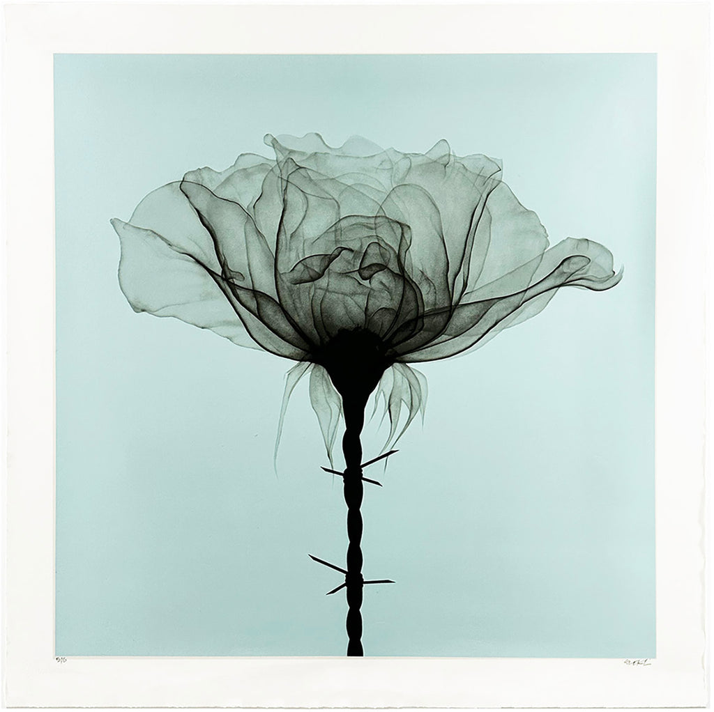 SHOK-1 'Thorns' (2018) RARE 9-Layer Screen Print (Duck Egg Blue)