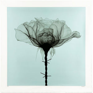 SHOK-1 'Thorns' (2018) RARE 9-Layer Screen Print (Duck Egg Blue)