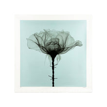 Load image into Gallery viewer, SHOK-1 &#39;Thorns&#39; (2018) RARE 9-Layer Screen Print (Duck Egg Blue)