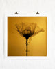 SHOK-1 'Thorns' (gold) 9-Layer Screen Print