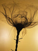 SHOK-1 'Thorns' (gold) 9-Layer Screen Print